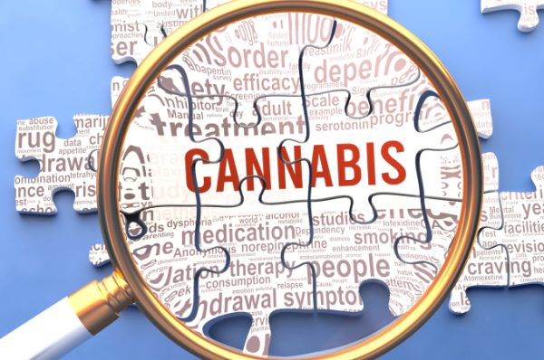 Cannabis,Being,Closely,Examined,Along,With,Multiple,Vital,Concepts,And