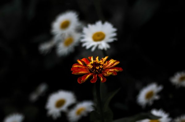 One,Red,Major,Zinnia,Flower,Among,A,Group,Of,White