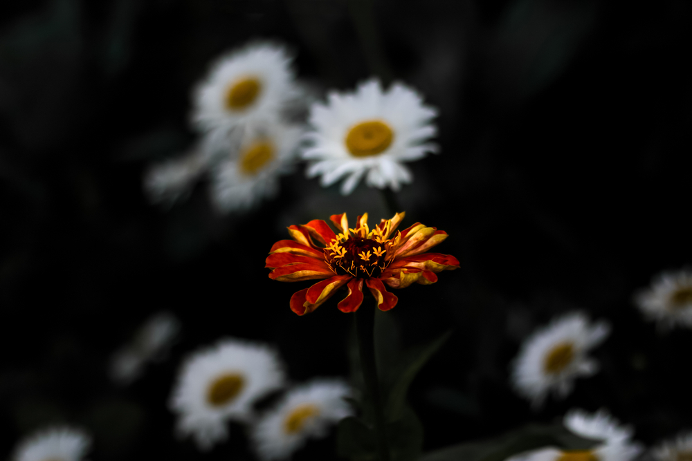 One,Red,Major,Zinnia,Flower,Among,A,Group,Of,White